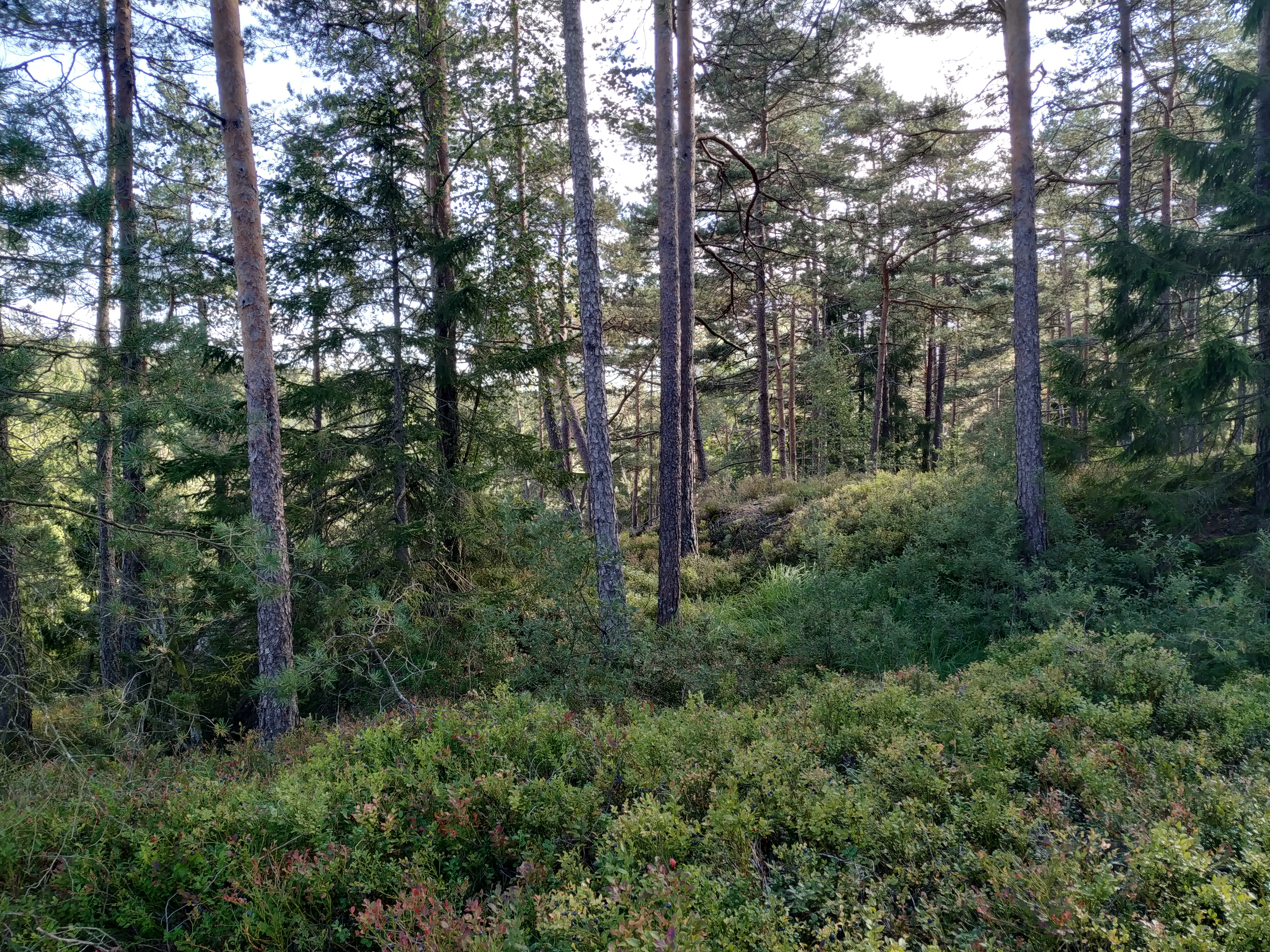 Gammelskog I Svartedalen | Raddasvartedalen.se