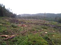 Nyligen avverkad skog i Hålt. Inga högstubbar eller träd kvarlämnade